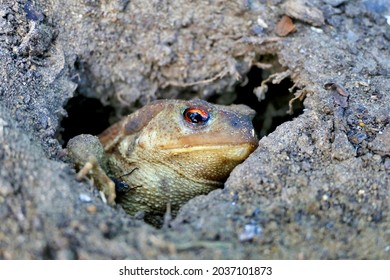 Close Up Of A Female European Common Toad (Bufo Bufo) Coming Out Of Its Underground Home
