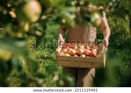 Close up of female farmer worker hands holding picking fresh ripe apples in orchard garden during autumn harvest. Harvesting time