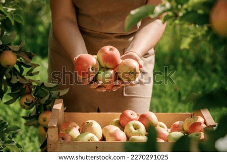Close up of female farmer worker hands holding picking fresh ripe apples in orchard garden during autumn harvest. Harvesting time