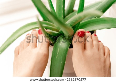 Close up female feet with aloe leaves