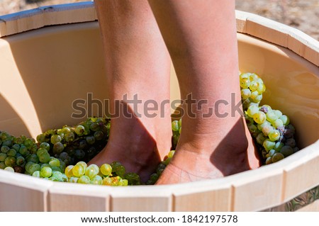 Close up of female feets crush grapes in a wooden tub