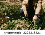 Close up of female forager picking wild ramps in a forest in April