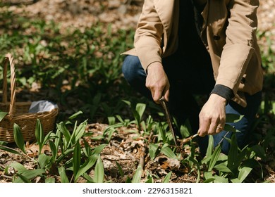 Close up of female forager picking wild ramps in a forest in April