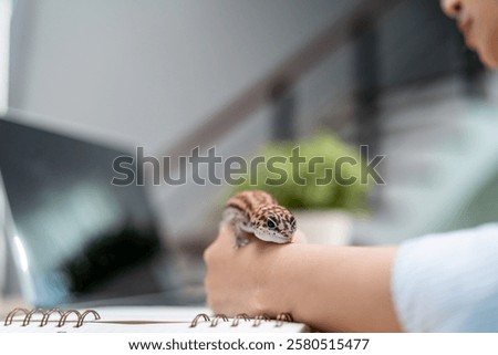 Similar – Foto Bild Eidechse in weiblichen Händen. Schönes Reptil. Exotische tropische Tiere Konzept.