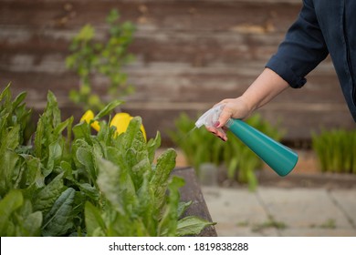 Close Up Female Gardener Growing Plants In Outdoor Garden, Woman Spraying Fertilizer Vegetables Herbs, Lettuce, Salads, Food Growing, Organic Products, Sustainable Zero-cost Gardening, Pest Control