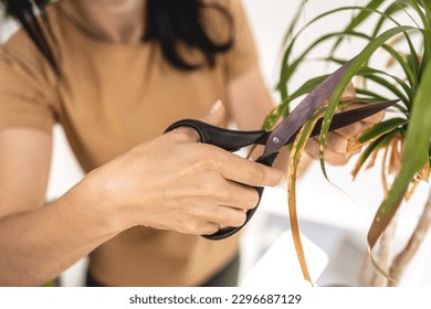 Close up of Female gardener hands cutting dry leaves of Beaucarnea, Ponytail palm, Nolina plant. Caring of home green plants indoors, spring waking up, home garden, gardening blog - Powered by Shutterstock