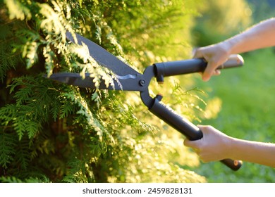 Close up of female gardener hands. Woman trimming thuja hedge in domestic garden on sunny summer day. Landscape design. Seasonal work in a yard. Gardening - Powered by Shutterstock