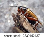 Close up Of a Female Gryllus bimaculatus (Two-spotted Cricket or Mediterranean Field Cricket) On a Dry Wood