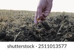 Close up to female hand of agronomist sowing grains of corn on plantation at sunset. Arm of a farmer planting yellow seeds of maize in dry soil at field. Concept of agricultural business. Slow motion