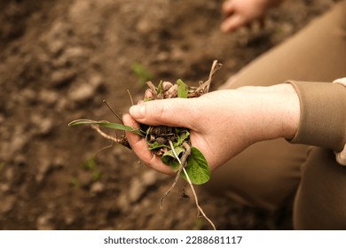 Close up of a female hand removing a weed. Young woman hands removing and hand-pulling. Spring garden lawn care and weed control background. - Shutterstock ID 2288681117