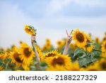 Close up of female hands with flower and victory sign sticking out from sunflower field . Hello august. Concept of fun, freedom and happiness. Wonderful life.  Selective focus. 