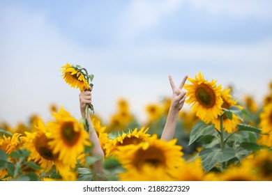 Close up of female hands with flower and victory sign sticking out from sunflower field . Hello august. Concept of fun, freedom and happiness. Wonderful life.  Selective focus. 
