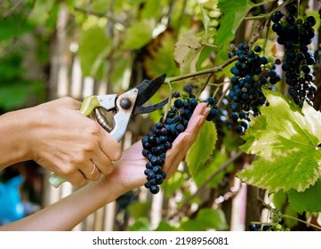 Close up female hands with garden scissors cutting red grape bunches. Autumn harvest concept. - Shutterstock ID 2198956081