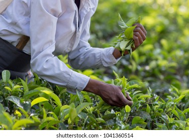 Close Up Of Female Hands Picking Fresh Tea Leaves On Big Plantation In Sri Lanka. Hard Labor Work In Asia