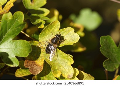 Close up female hoverfly, Tapered Drone Fly (Eristalis pertinax) on yellow green autumn leaves of a hedge of field maple (Acer campestre). Dutch garden. November, Netherlands                           - Powered by Shutterstock