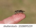 Close up female Large marsh horsefly (Tabanus autumnalis). Family Horse-flies, gadflies (Tabanidae). On a finger. Dutch garden, July                               