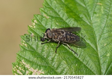 Close up female Large marsh horsefly (Tabanus autumnalis). Family Horse-flies, gadflies (Tabanidae). On a leaf. Dutch garden, June.                                                              