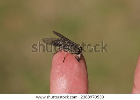 Close up female Large marsh horsefly (Tabanus autumnalis). Family Horse-flies, gadflies (Tabanidae). On a finger. Dutch garden, July	                               