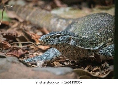 albino nile monitor