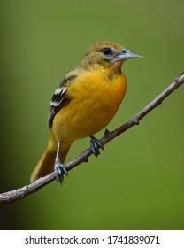 Close Up Of A Female Northern Baltimore Oriole