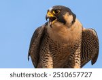 A close up of a female peregrine falcon.