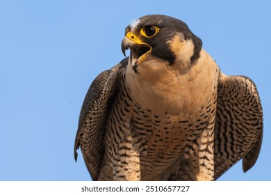 A close up of a female peregrine falcon.