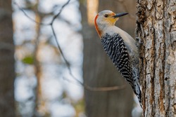 Close Up Of A Female Red-bellied Woodpecker (Melanerpes Carolinus) Clinging To Tree Trunk During Spring. Selective Focus, Background Blur And Foreground Blur. 
