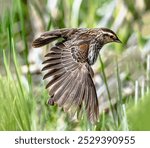 Close up of a female Red-winged Blackbird at the height of the breeding season, stretching her wing and revealing her feather pattern and reddish shoulder patches.