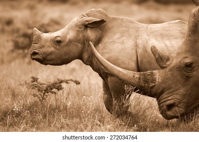 Close Female Rhino Rhinoceros Her Calf Stock Photo 272034764 | Shutterstock