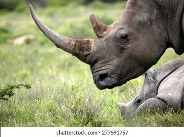 Close Female Rhino Rhinoceros Her Calf Stock Photo 277591757 | Shutterstock