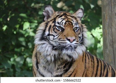 Close up of a female Sumatran Tiger, Daseep (Panthera tigris sondaica)