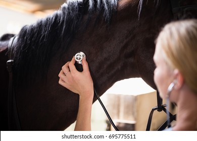 Close up of female vet checking horse while working in stable - Powered by Shutterstock