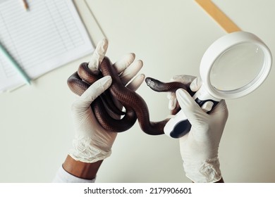 Close up of female veterinarian examining reptile in vet clinic with magnifying glass in hand, copy space - Powered by Shutterstock