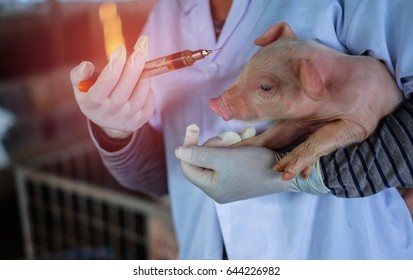 Close up of female veterinarian hands holding injection vaccinated. Swine on blur background. Vets are vaccinating piglet.