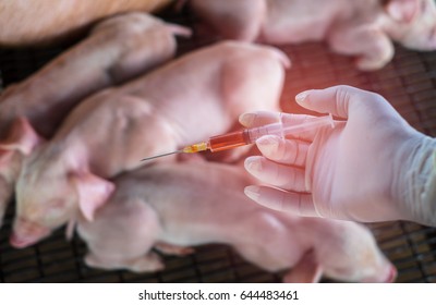 Close up of female veterinarian hands holding injection vaccinated. Swine on blur background, Farm in Thailand.