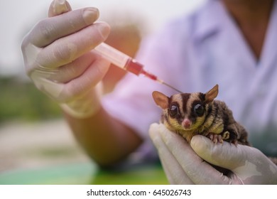 Close up of female veterinarian holding injection vaccinated in right hand, Sugar glider sits on left hand on blur background. (healthy concept)