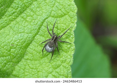 Close up female wolf spider (Pardosa) carrying the egg sac by attaching it to her spinnerets Family wolf spiders (Lycosidae). Dutch garden. Spring, May                                - Powered by Shutterstock