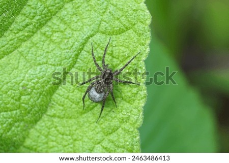 Close up female wolf spider (Pardosa) carrying the egg sac by attaching it to her spinnerets Family wolf spiders (Lycosidae). Dutch garden. Spring, May                               