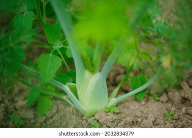 Close Up Of Fennel Growing On A Farm 