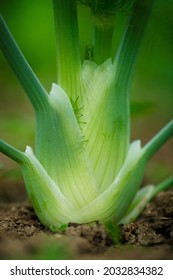 Close Up Of Fennel Growing On A Farm 