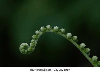 Close up of Fern frond unfurling - Powered by Shutterstock