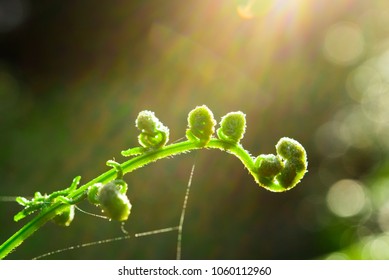Close up fern leaf with some spyder web in nature. Morning light.
