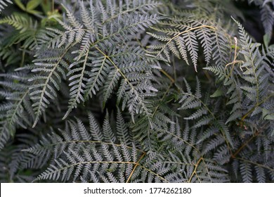 Close Up Of Ferns In The Forrest After A Bush Fire, New Life, New Growth