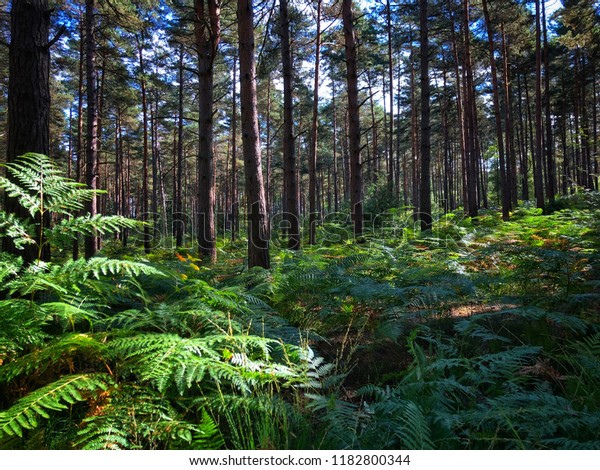 Close Ferns On Pine Forest Floor Stock Photo Edit Now