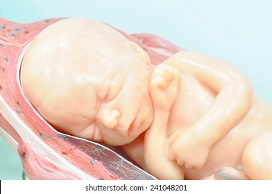 Close Up To Fetus In Seventh Month In Normal Position