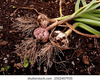 Close up of a few freshly harvested garlics (Allium sativum) on the ground in august.