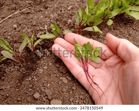 



Close up of a few small beetroot seedlings (Beta vulgaris) in a woman's hand. 