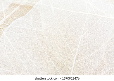 Close up of Fiber structure of dry leaves texture background. Cell patterns of Skeletons leaves, foliage branches, Leaf veins abstract of Autumn background for creative banner design or greeting card - Shutterstock ID 1570922476