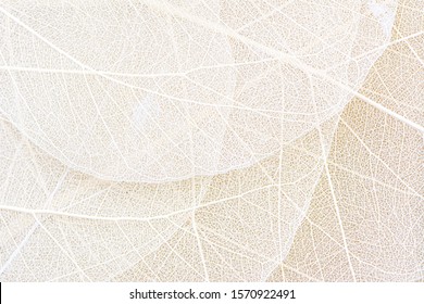 Close up of Fiber structure of dry leaves texture background. Cell patterns of Skeletons leaves, foliage branches, Leaf veins abstract of Autumn background for creative banner design or greeting card