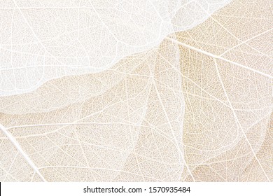 Close up of Fiber structure of dry leaves texture background. Cell patterns of Skeletons leaves, foliage branches, Leaf veins abstract of Autumn background for creative banner design or greeting card - Shutterstock ID 1570935484
